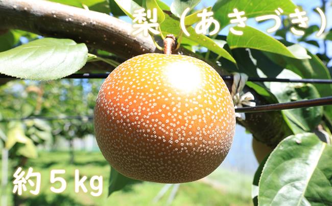 梨（あきづき）（約５kg）【2025年発送分】