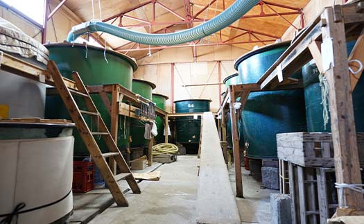 【TY01019】城まつり（純米吟醸720㎖×1本、特別純米720㎖×1本）