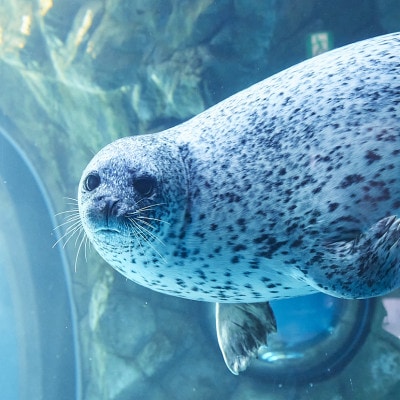 しながわ水族館ペア入館券【1574656】