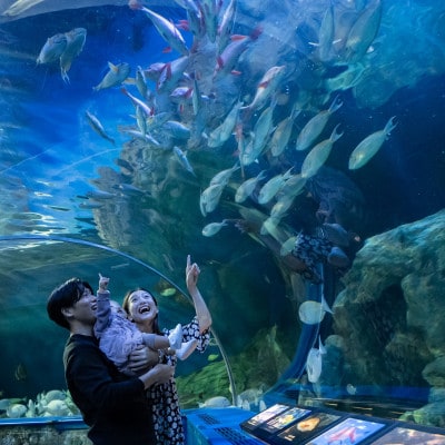 しながわ水族館ペア入館券【1574656】