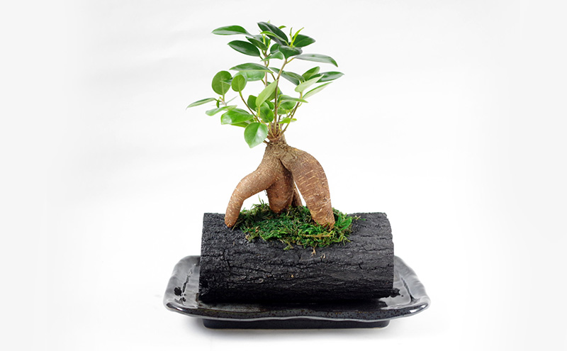 轤ュ闃ア螢 隕ウ闡画、咲黄シ医ぎ繧ク繝・繝槭Νシ芽ヲウ闡画、咲黄 繧、繝ウ繝繝ェ繧「 縺翫@繧繧 繝励Ξ繧シ繝ウ繝医ぐ繝輔ヨ 雍医j迚ゥ螟ァ逕ー蛹コ 譚ア莠ャ驛ス