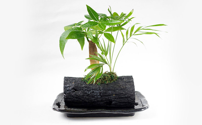 轤ュ闃ア螢 隕ウ闡画、咲黄シ医ヱ繧ュ繝ゥシ芽ヲウ闡画、咲黄 繧、繝ウ繝繝ェ繧「 縺翫@繧繧 繝励Ξ繧シ繝ウ繝医ぐ繝輔ヨ 雍医j迚ゥ螟ァ逕ー蛹コ 譚ア莠ャ驛ス