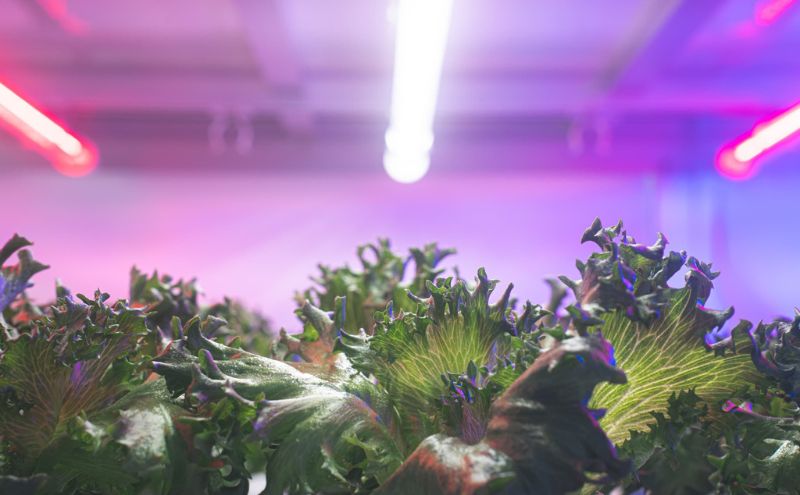 チケット 東京 【3.20(金・祝)開催】FARM HANEDA見学会チケット 見学 収穫 体験 体験チケット 植物工場 野菜 栽培 レタス ラディッシュ サラダホウレンソウ 大田区 東京都