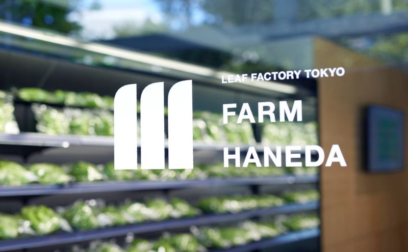 チケット 東京 【3.20(金・祝)開催】FARM HANEDA見学会チケット 見学 収穫 体験 体験チケット 植物工場 野菜 栽培 レタス ラディッシュ サラダホウレンソウ 大田区 東京都