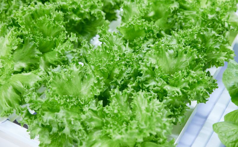 チケット 東京 【3.20(金・祝)開催】FARM HANEDA見学会チケット 見学 収穫 体験 体験チケット 植物工場 野菜 栽培 レタス ラディッシュ サラダホウレンソウ 大田区 東京都