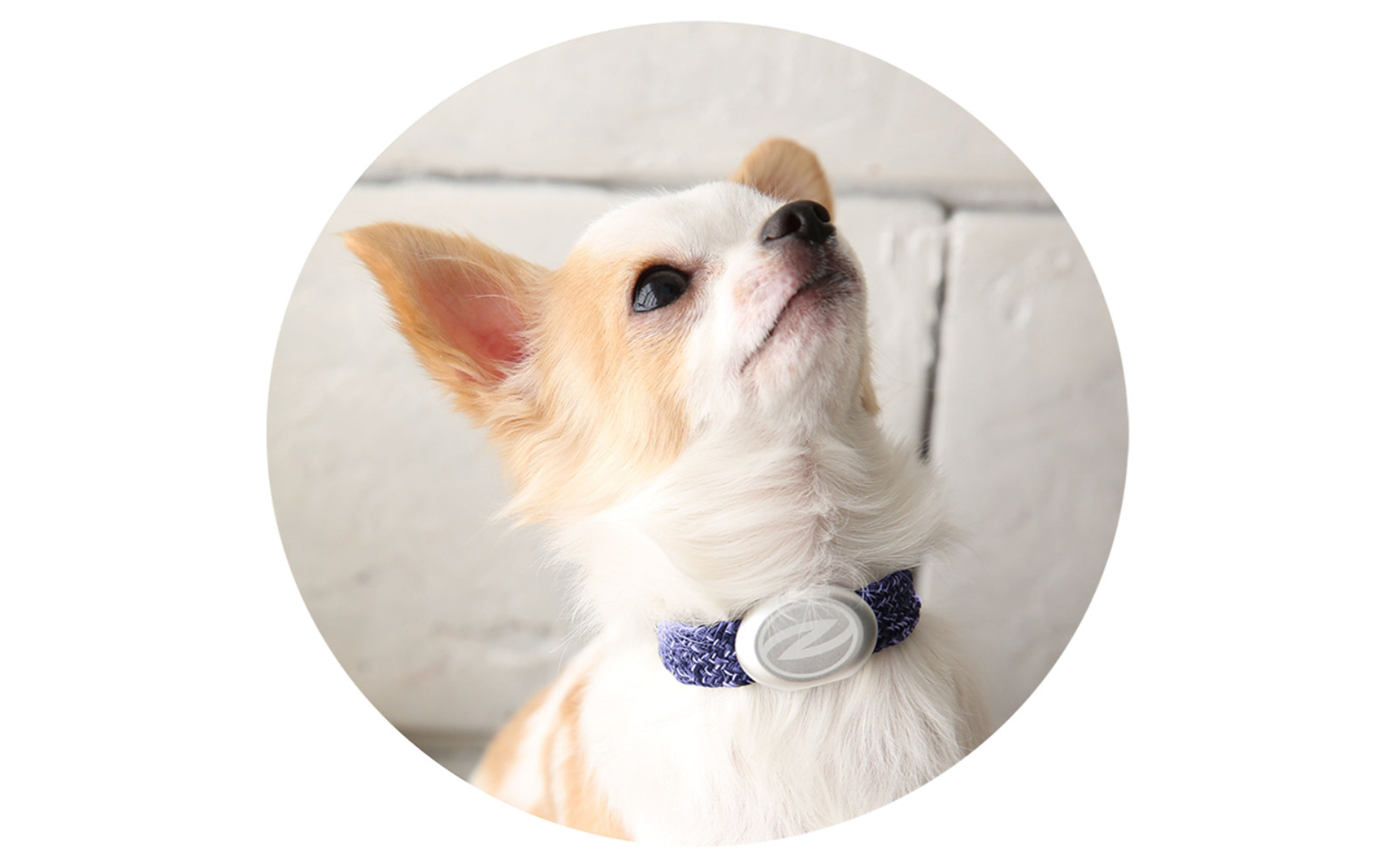 縲心ize25cm縲代じ繧ェ繝ゥ繝ォ繝サ繝ェ繧ォ繝舌Μ繝シホア繝舌Φ繝 NV/SIス懈ィェ豬懷ク 鬮俶ゥ溯ス繝舌Φ繝 繝壹ャ繝育畑繧「繧ッ繧サ繧オ繝ェ繝シ