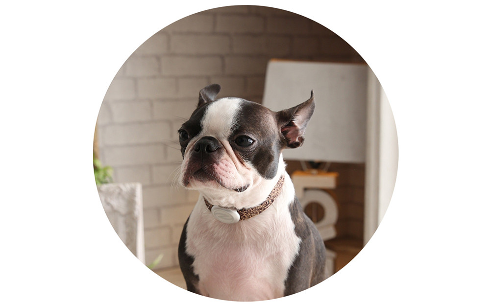 縲心ize27cm縲代じ繧ェ繝ゥ繝ォ繝サ繝ェ繧ォ繝舌Μ繝シホア繝舌Φ繝 BR/SIス懈ィェ豬懷ク 鬮俶ゥ溯ス繝舌Φ繝 繝壹ャ繝育畑繧「繧ッ繧サ繧オ繝ェ繝シ