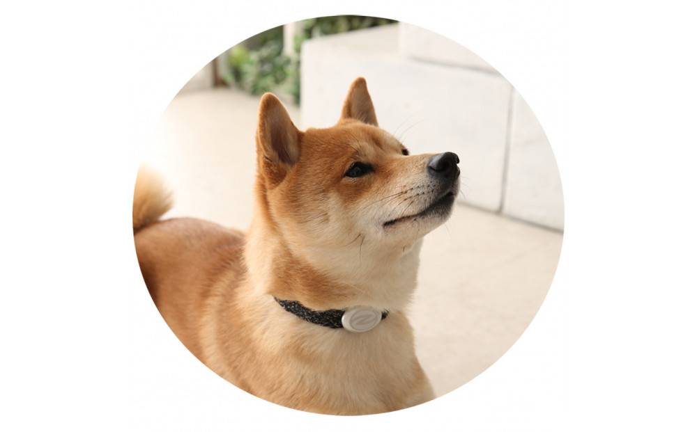 縲心ize31cm縲代じ繧ェ繝ゥ繝ォ繝サ繝ェ繧ォ繝舌Μ繝シホア繝舌Φ繝 BK/SIス懈ィェ豬懷ク 鬮俶ゥ溯ス繝舌Φ繝 繝壹ャ繝育畑繧「繧ッ繧サ繧オ繝ェ繝シ