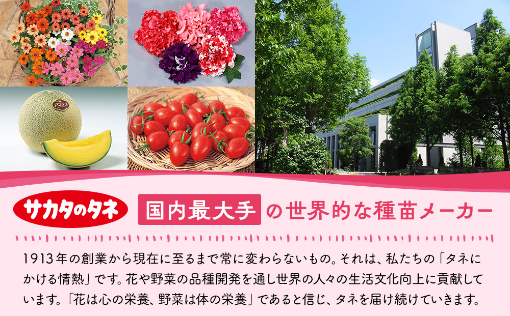 横浜限定チューリップ　ラバーズタウン栽培セット　株式会社サカタのタネ