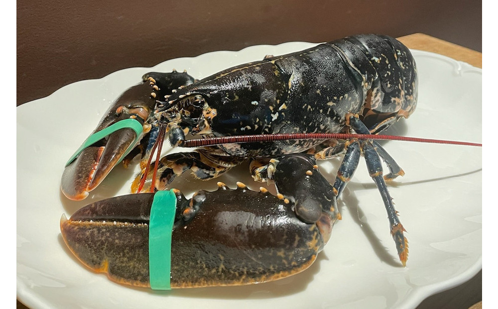 春鶯亭ひら　特別食事券（ペアチケット）