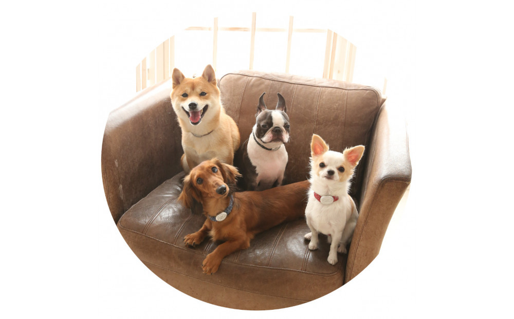 【Sizeオーダーあり】ザオラル・リカバリーαバンド BK/SI｜横浜市 高機能バンド ペットアクセサリーをご希望のサイズでオーダーメイド