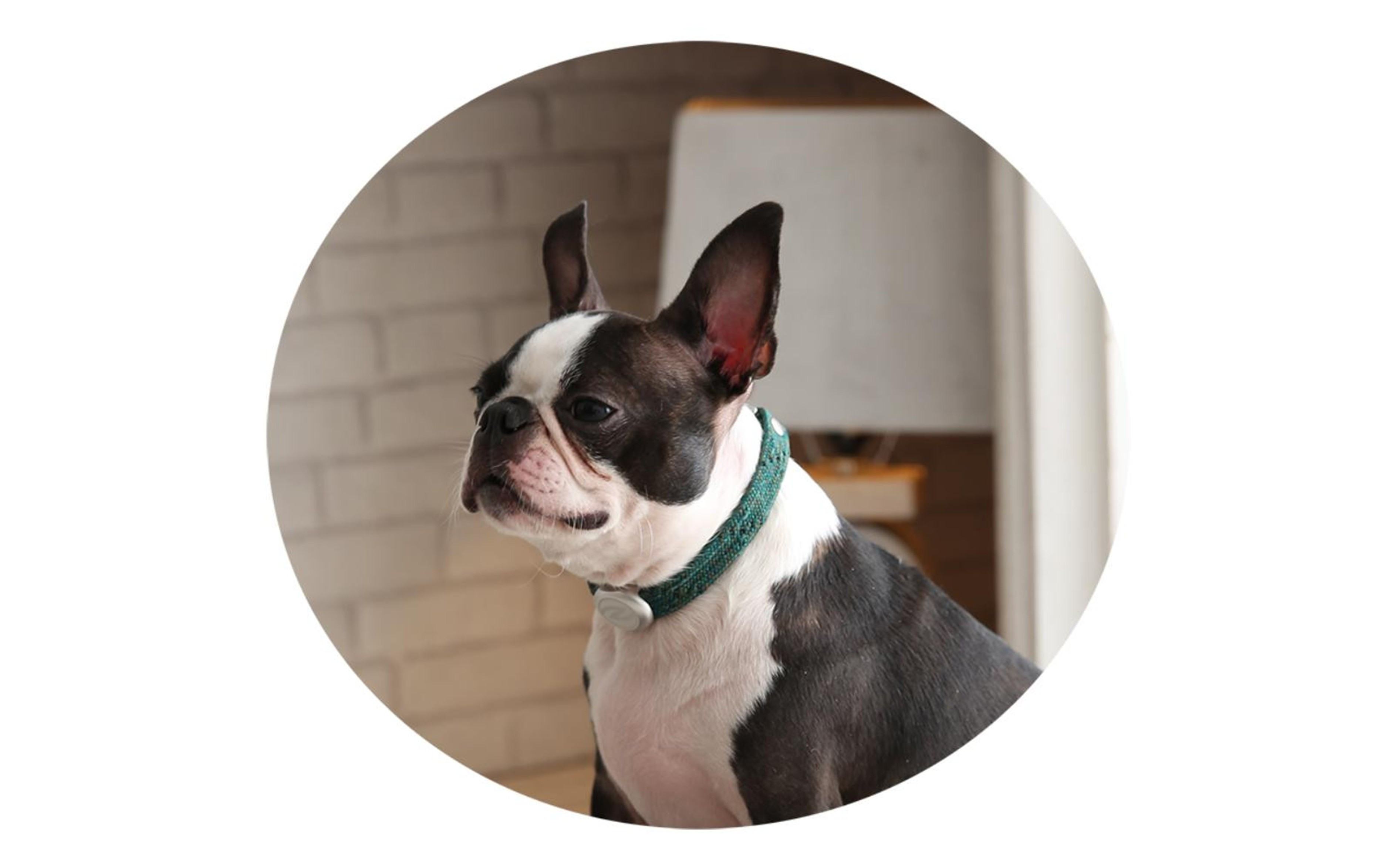 【Size29cm】ザオラル・リカバリーαバンド GR/SI｜横浜市 高機能バンド ペット用アクセサリー