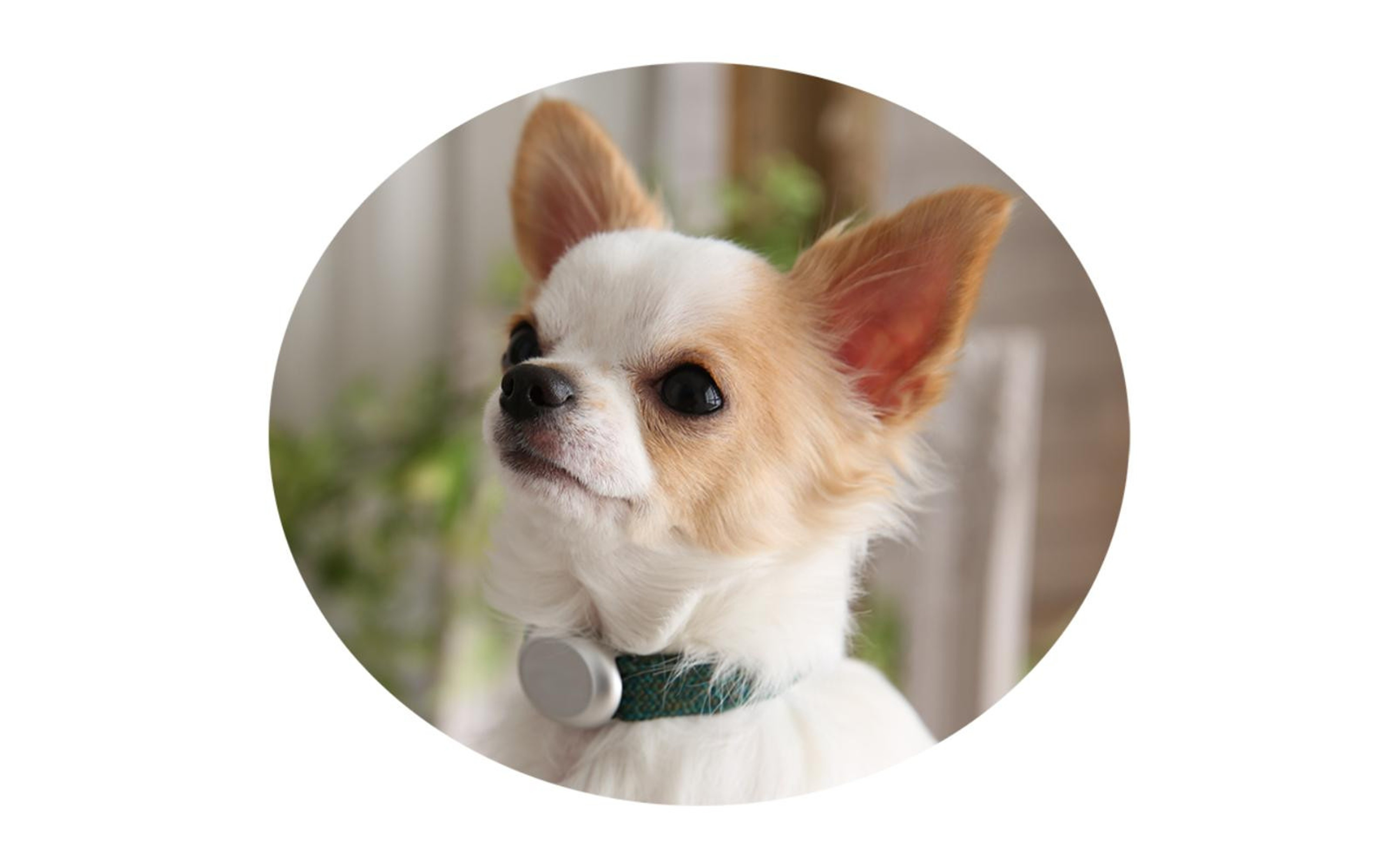 【Size25cm】ザオラル・リカバリーαバンド GR/SI｜横浜市 高機能バンド ペット用アクセサリー