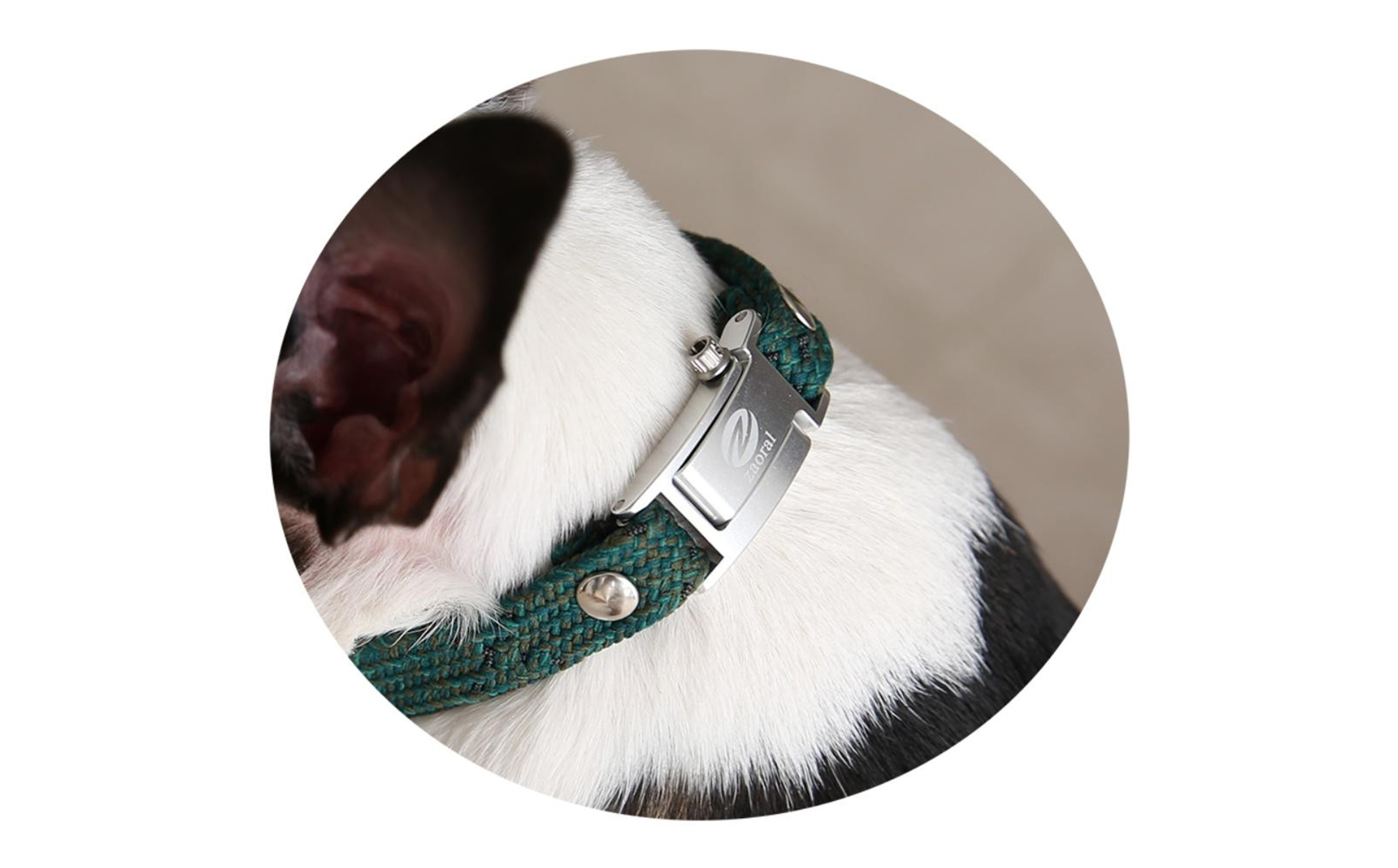 【Size27cm】ザオラル・リカバリーαバンド GR/SI｜横浜市 高機能バンド ペット用アクセサリー