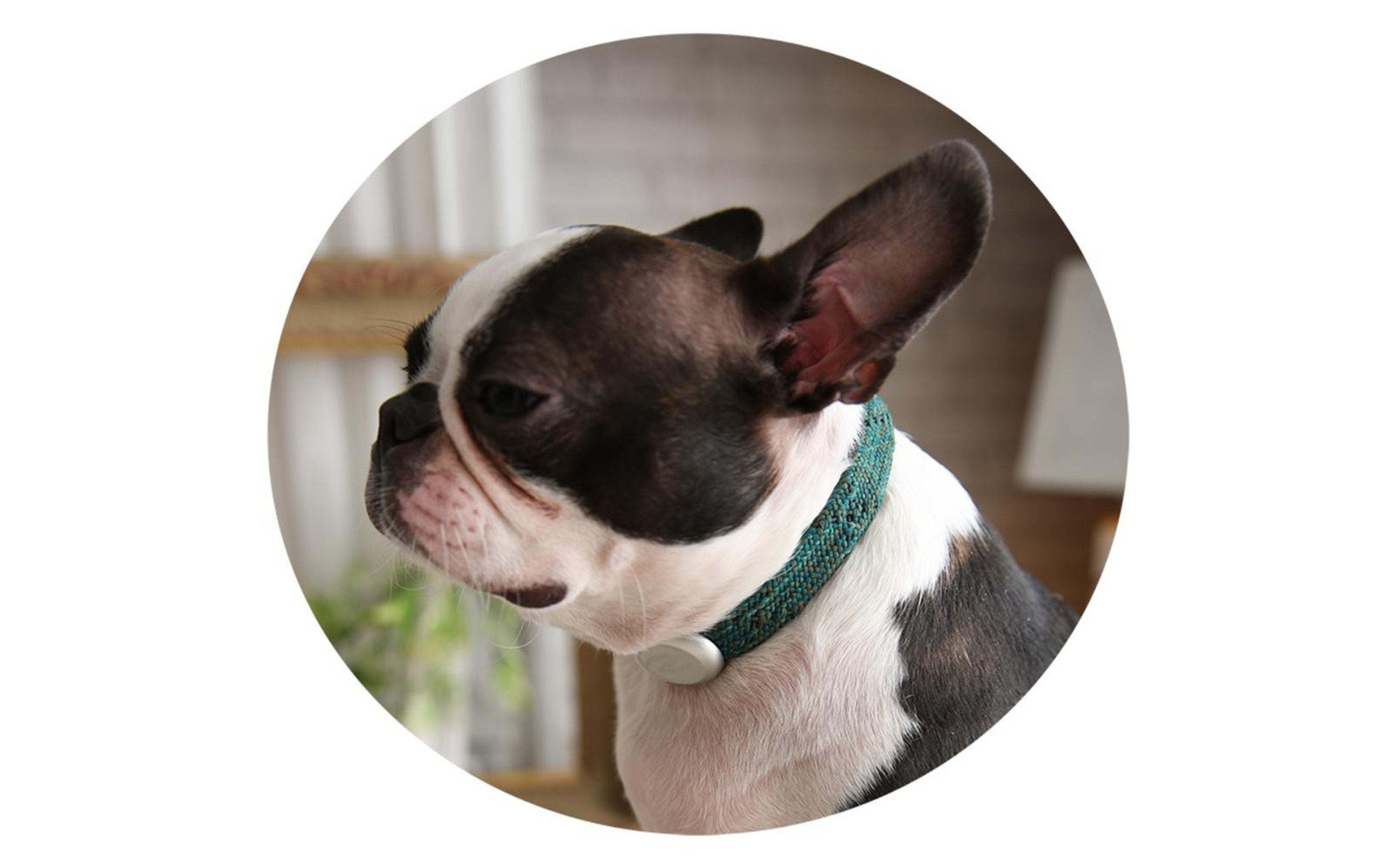 【Size27cm】ザオラル・リカバリーαバンド GR/SI｜横浜市 高機能バンド ペット用アクセサリー