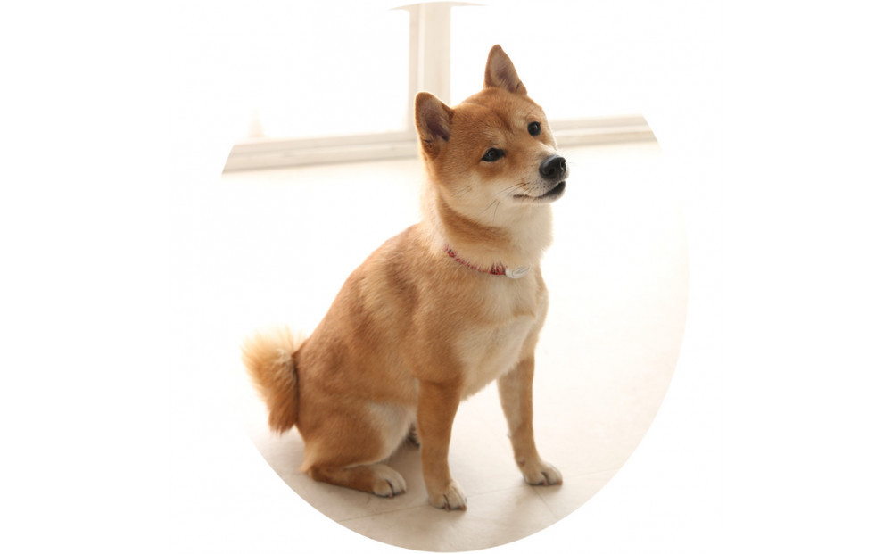 【Size31cm】ザオラル・リカバリーαバンド RD/SI｜横浜市 高機能バンド ペット用アクセサリー