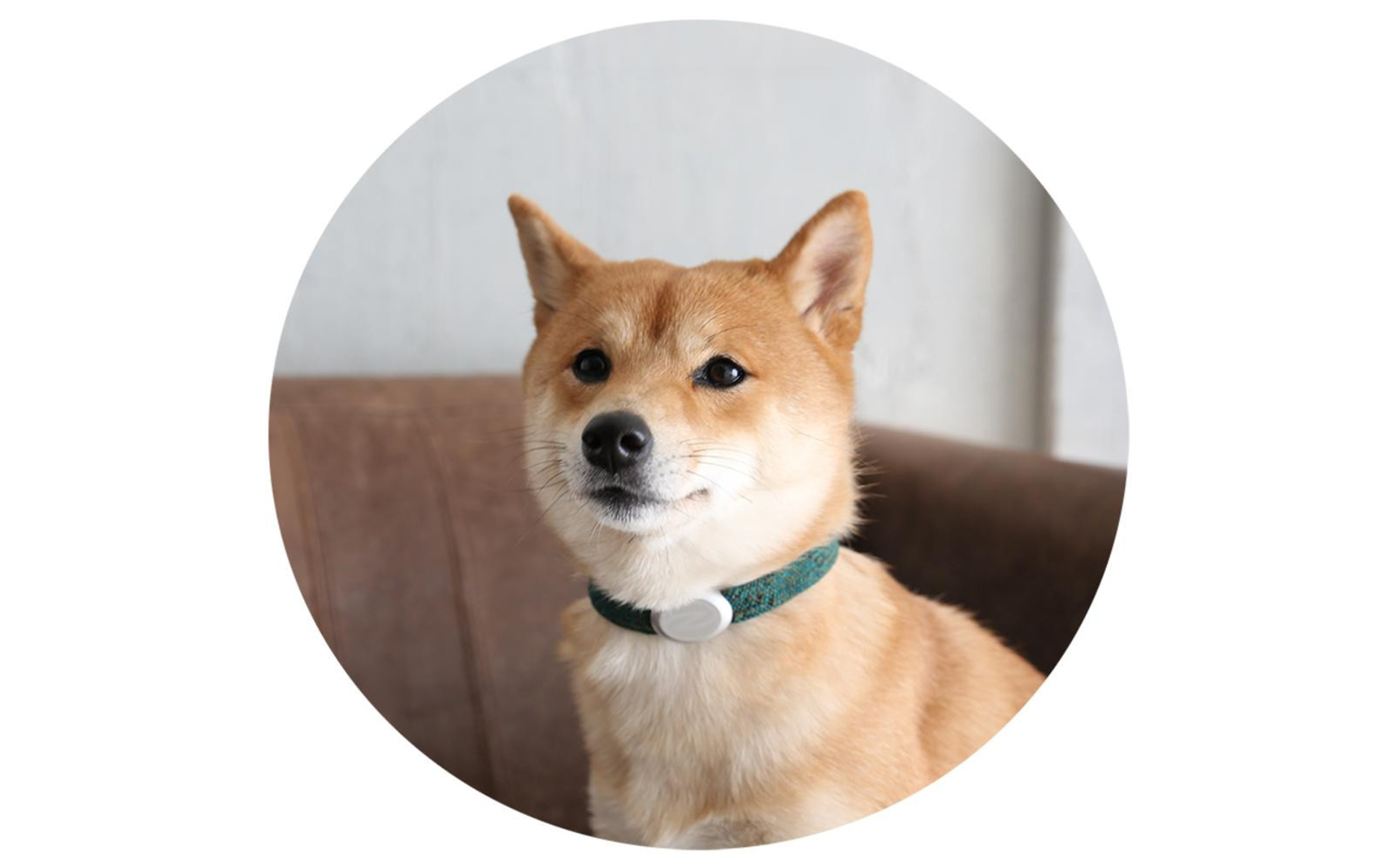 【Size31cm】ザオラル・リカバリーαバンド GR/SI｜横浜市 高機能バンド ペット用アクセサリー