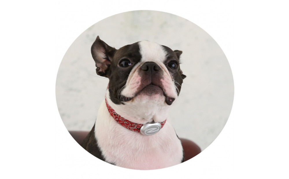 縲心ize27cm縲代じ繧ェ繝ゥ繝ォ繝サ繝ェ繧ォ繝舌Μ繝シホア繝舌Φ繝 RD/SIス懈ィェ豬懷ク 鬮俶ゥ溯ス繝舌Φ繝 繝壹ャ繝育畑繧「繧ッ繧サ繧オ繝ェ繝シ