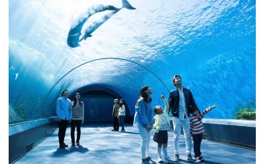 横浜・八景島シーパラダイス　ワンデーパス（水族館4施設＋アトラクション）大人2名さま