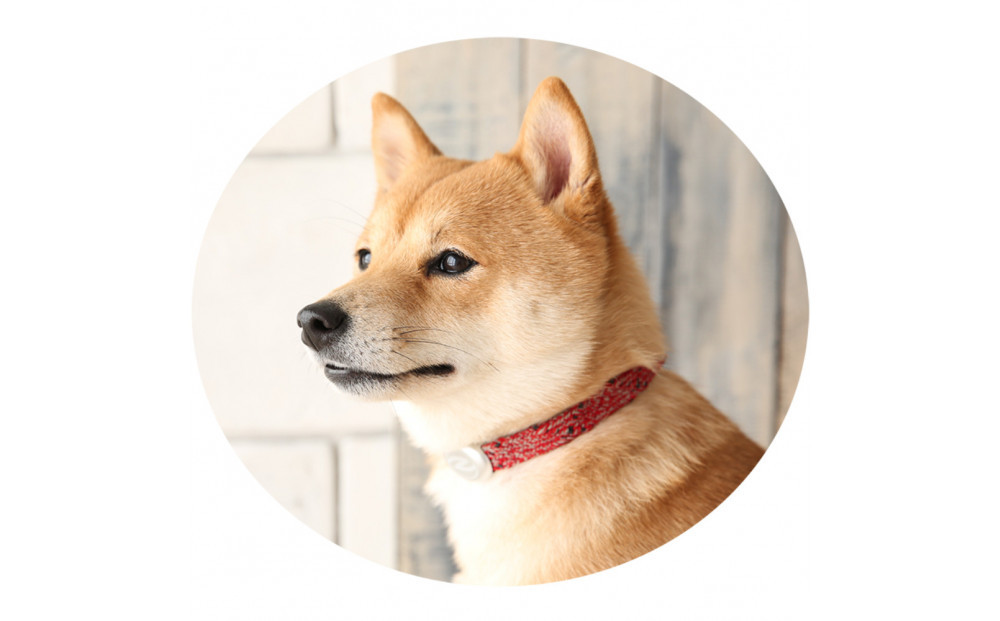 縲心ize29cm縲代じ繧ェ繝ゥ繝ォ繝サ繝ェ繧ォ繝舌Μ繝シホア繝舌Φ繝 RD/SIス懈ィェ豬懷ク 鬮俶ゥ溯ス繝舌Φ繝 繝壹ャ繝育畑繧「繧ッ繧サ繧オ繝ェ繝シ