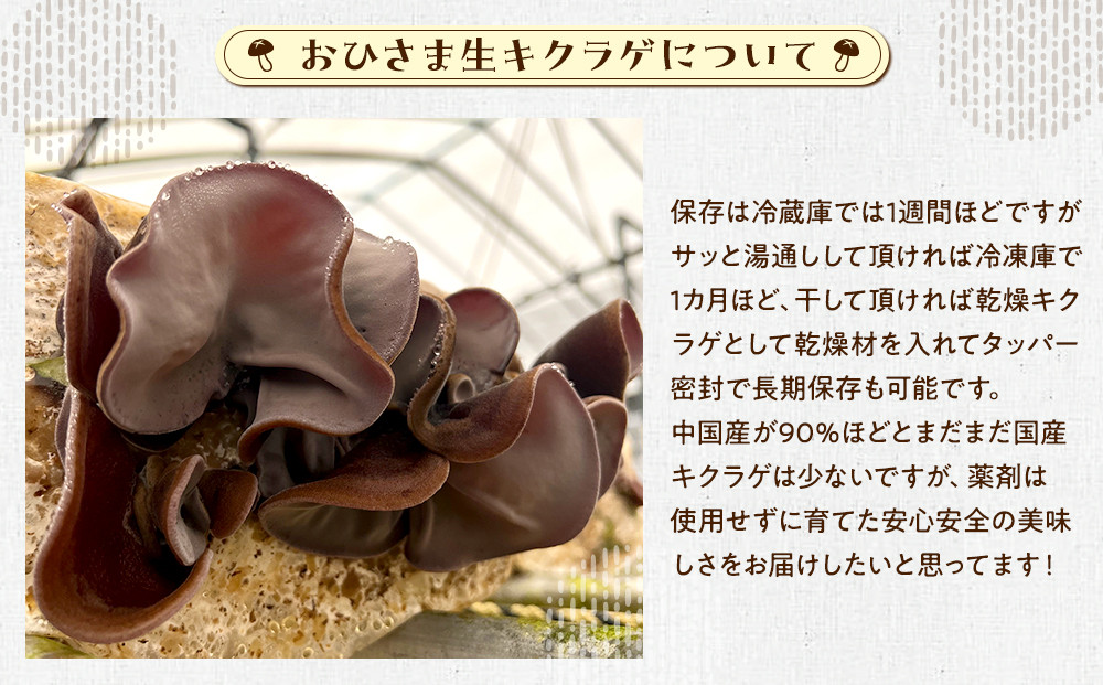 永島農園 おひさま生キクラゲ500ｇ入り袋×2袋セット