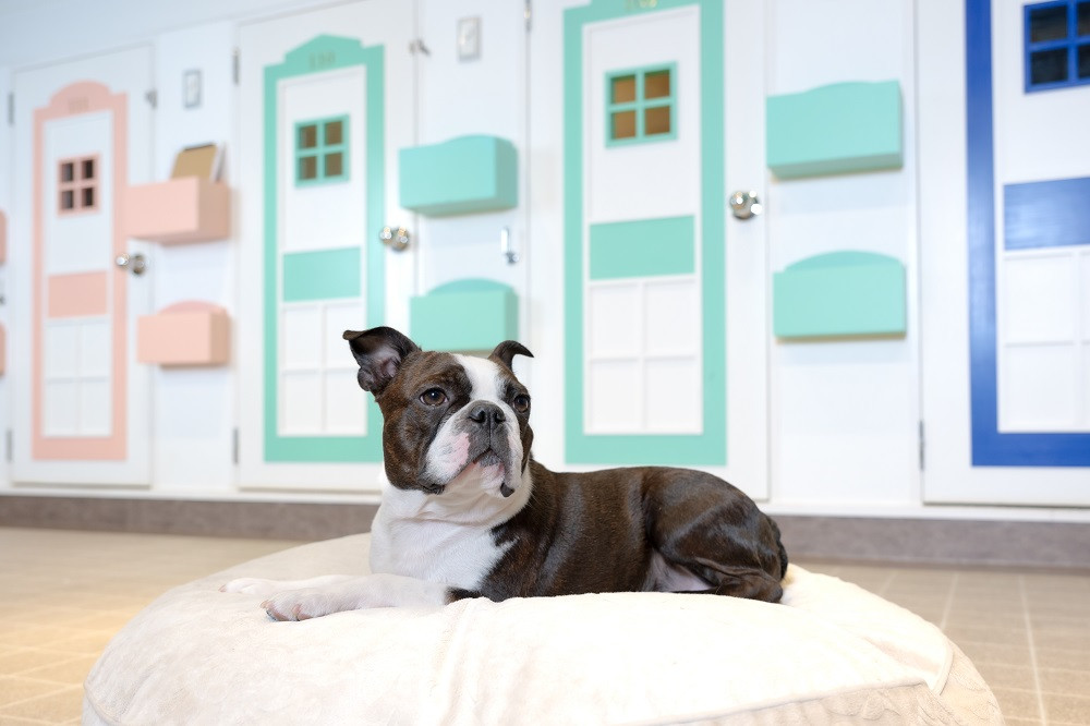 【WANCOTT】ドッグホテル利用券　10,000円分