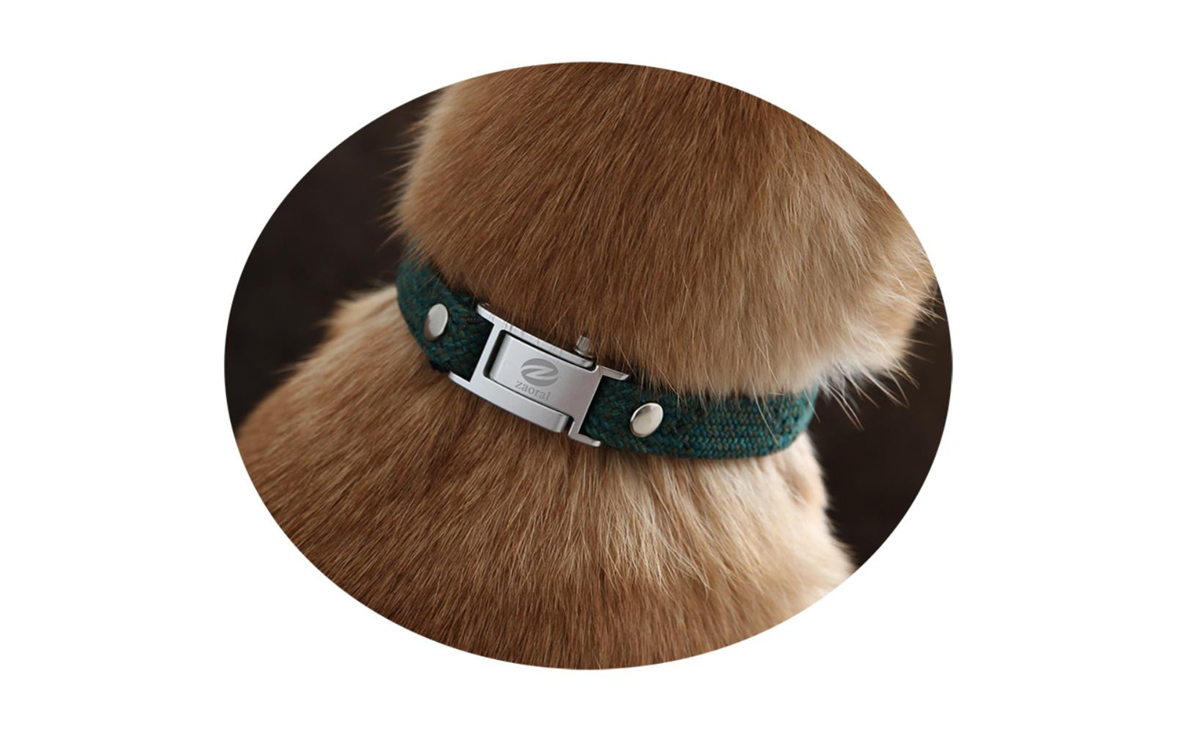 【Size31cm】ザオラル・リカバリーαバンド GR/SI｜横浜市 高機能バンド ペット用アクセサリー