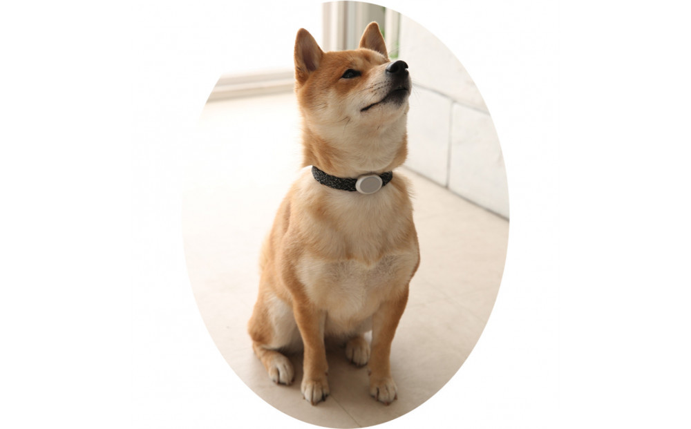 縲心ize29cm縲代じ繧ェ繝ゥ繝ォ繝サ繝ェ繧ォ繝舌Μ繝シホア繝舌Φ繝 BK/SIス懈ィェ豬懷ク 鬮俶ゥ溯ス繝舌Φ繝 繝壹ャ繝育畑繧「繧ッ繧サ繧オ繝ェ繝シ