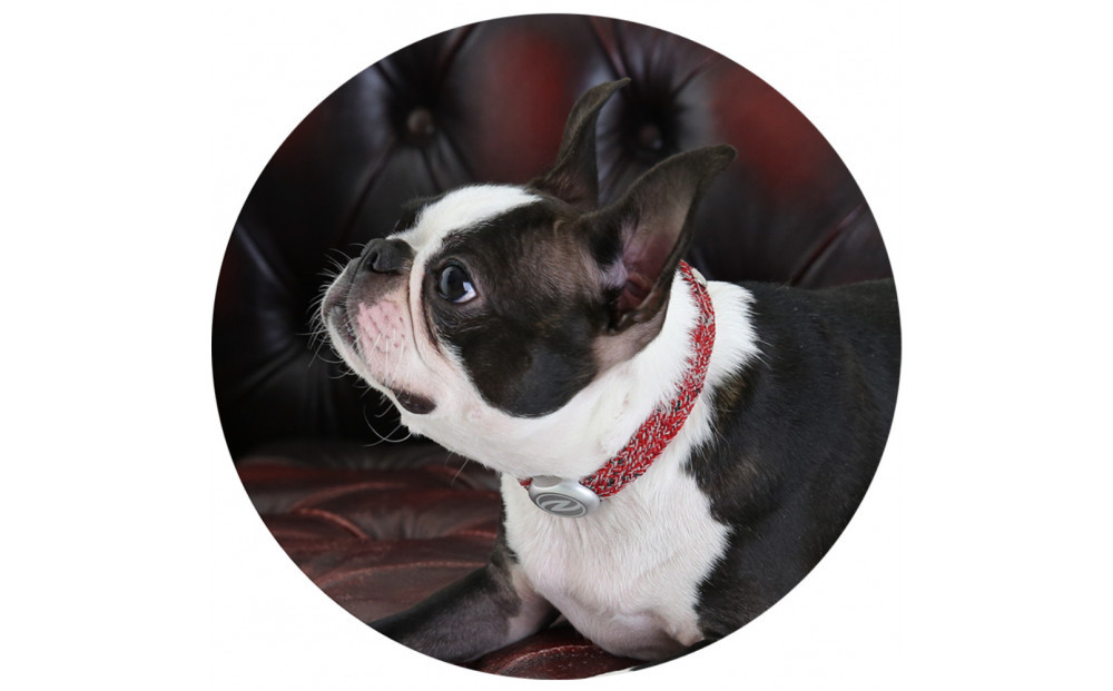 【Size25cm】ザオラル・リカバリーαバンド RD/SI｜横浜市 高機能バンド ペット用アクセサリー