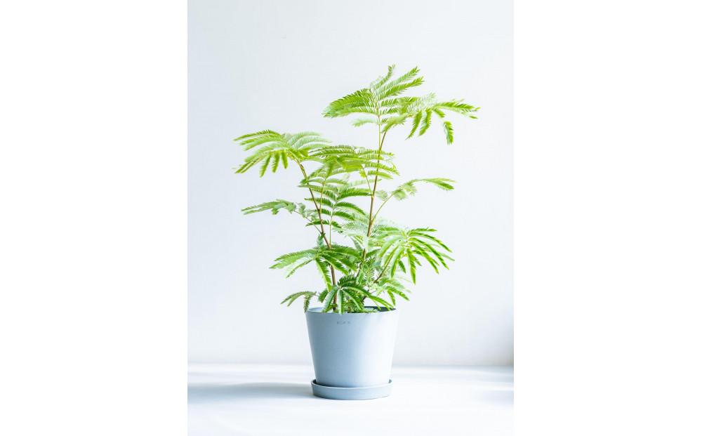 エバーフレッシュ Sサイズ 鉢付き観葉植物 ブルーグレー｜インテリア グリーン 癒し 室内装飾 ギフト｜人気 おすすめ 送料無料｜神奈川県 横浜市