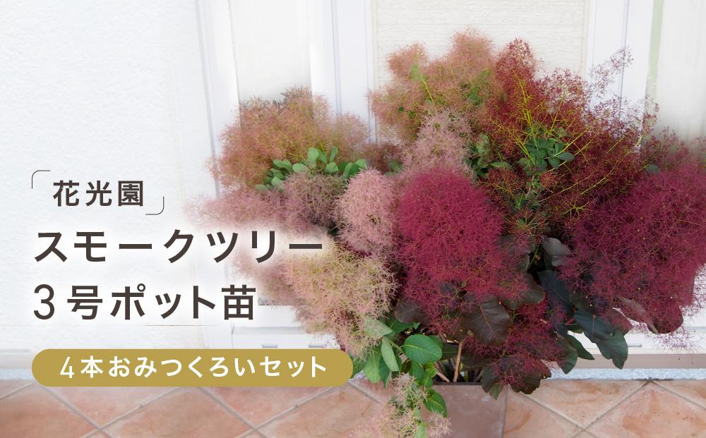 スモークツリー3号ポット苗4本おみつくろいセット｜ガーデニング 園芸 庭木 観葉植物 花 家庭菜園 園芸｜人気 おすすめ 送料無料｜神奈川県 横浜市