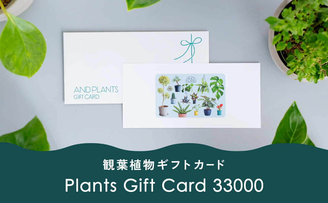 【観葉植物ギフトカード】Plants Gift Card 33000【ALQ0015-04】