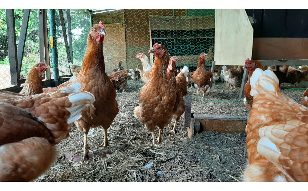 【定期便：6か月】単なる平飼いではない究極の卵『わたしたちのぷらいどたまご』6パック（60個）セット