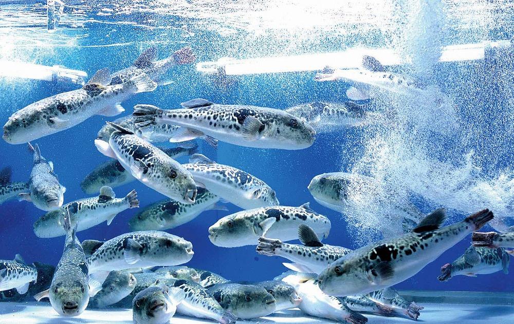 ããšããµãäºãçŠæ¥œã»ãããé£äºåžïŒ2åæ§åïŒãåœç£é«çŽãšããµã䜿çšã