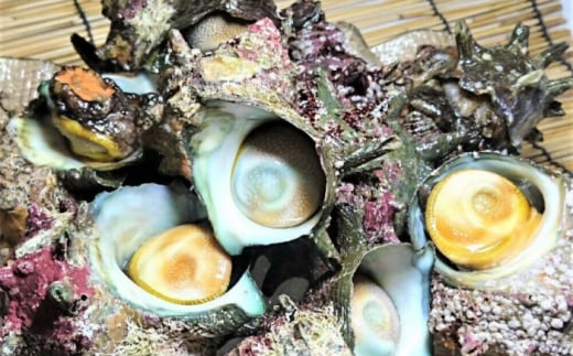 【全3回定期便】サザエ 1kg 6～10個 三浦半島 さざえ バーベキュー BBQ 貝 直送 つぼ焼き 獲れたて 魚貝類 魚介類 魚介 海鮮 新鮮 海の幸 名産品 特産品 定期【長井水産株式会社】 [AKAJ009]