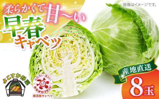 【先行予約】よこすか 早春キャベツ 8玉入り キャベツ 早春キャベツ きゃべつ 野菜 旬 サラダ 採れたて 新鮮 国産 こだわり すかなごっそ 神奈川県 横須賀市【JAよこすか葉山】 [AKFO006] 7000円 7千円