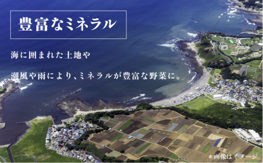 横須賀産野菜セット 10種 詰め合わせ　野菜 セット 詰め合わせ 横須賀 横須賀野菜 キャベツ 玉ねぎ ブロッコリー なす にんじん きゅうり さつまいも 里芋 ゴーヤ 大根 ほうれん草【横須賀商工会議所 おもてなしギフト事務局（三浦半島直売所）】 [AKES003]