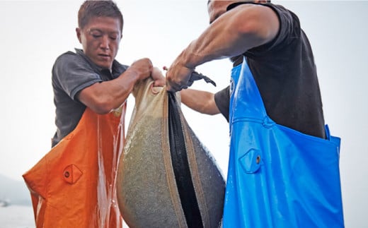釜揚げしらす 900g（150g×6パック）しらす シラス 釜揚げ かまあげ 魚 さかな 国産 冷凍 小分け 朝ごはん 料理  神奈川県 横須賀市【かねしち丸水産】 [AKFL001]