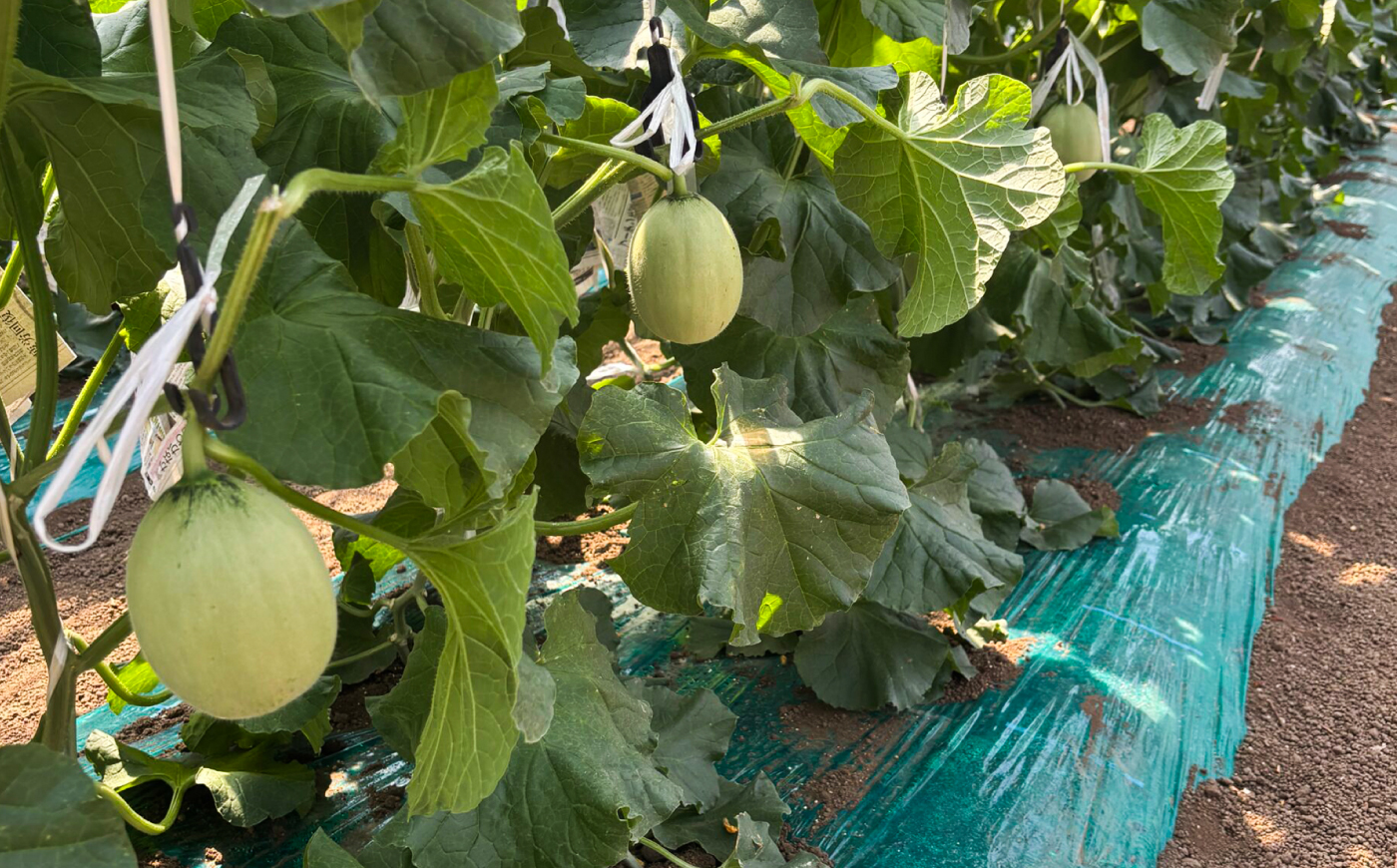 【数量限定30セット】神奈川県産 津久井浜 温室メロン アールスメロン 大玉 糖度16度前後 約2.0kg以上 1玉【小林マルモ農園】 [AKJG001]