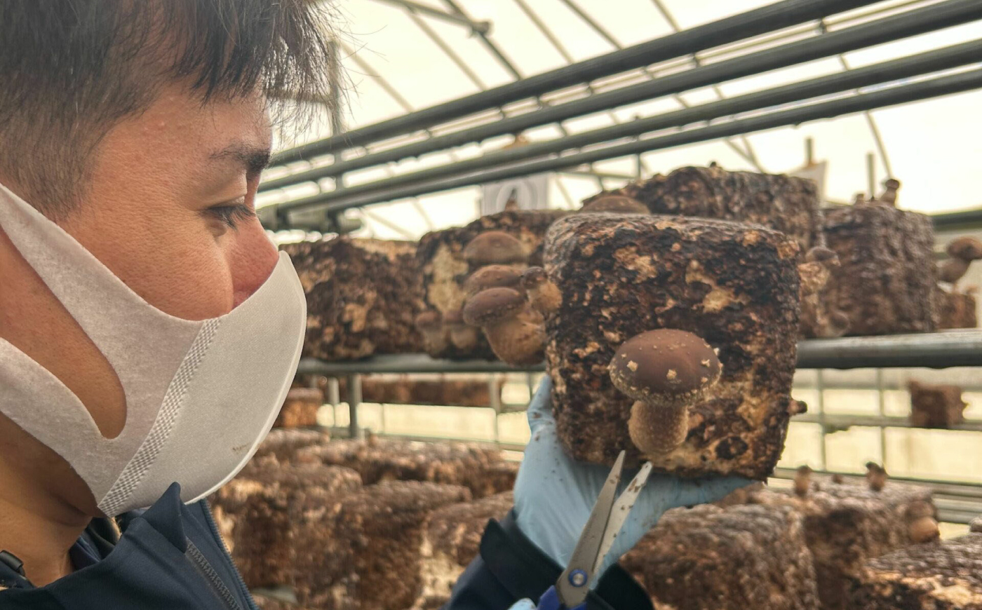 【先行予約】【数量限定150セット】不揃い肉厚しいたけ 約1kg【株式会社ローランズ】 [AKIO001]
