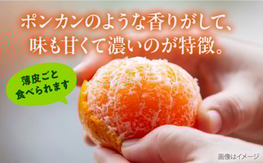 【先行予約】【約3kg】西南のひかり 蜜柑 ミカン 果物 柑橘 フルーツ 横須賀【志村農園】 [AKGH005-1]