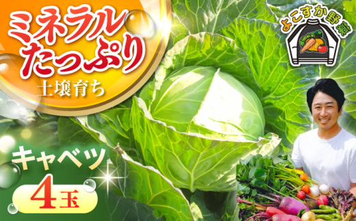 【先行予約】【数量限定50セット】キャベツ　4玉（11月〜3月） 野菜  やさい 【鈴也ファーム】 [AKCE017]