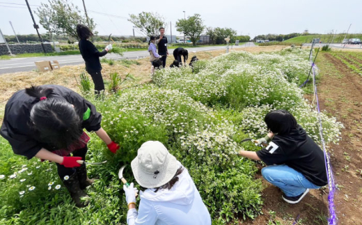 【数量限定100セット】カモミール　ハンドクリーム 2本セット　【グローカルデザインスクール株式会社】 [AKCP003]