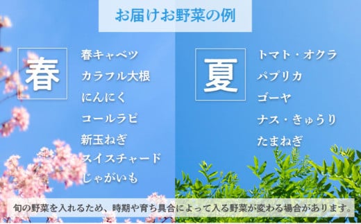 横須賀産野菜セット 10種 詰め合わせ　野菜 セット 詰め合わせ 横須賀 横須賀野菜 キャベツ 玉ねぎ ブロッコリー なす にんじん きゅうり さつまいも 里芋 ゴーヤ 大根 ほうれん草【横須賀商工会議所 おもてなしギフト事務局（三浦半島直売所）】 [AKES003]