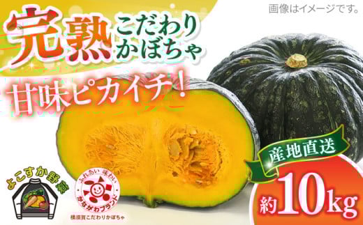 【先行予約】【数量限定50セット】よこすか こだわりかぼちゃ 約10kg 野菜 旬 サラダ 採れたて おまかせ 新鮮 国産 横須賀 こだわり かぼちゃ カボチャ 南瓜 パンプキン 神奈川県 横須賀市【JAよこすか葉山】 [AKFO004]