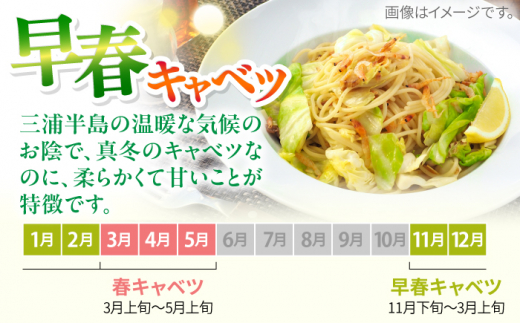 【先行予約】よこすか 早春キャベツ 8玉入り キャベツ 早春キャベツ きゃべつ 野菜 旬 サラダ 採れたて 新鮮 国産 こだわり すかなごっそ 神奈川県 横須賀市【JAよこすか葉山】 [AKFO006] 7000円 7千円