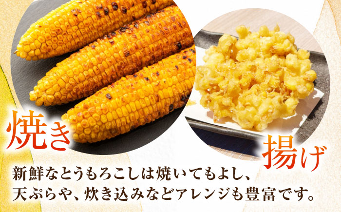 【先行予約】【数量限定100セット】よこすか潮風コーン 10本〜12本 計約5kg トウモロコシ とうもろこし 野菜 農園 濃厚 横須賀【井上農園】 [AKDJ002]