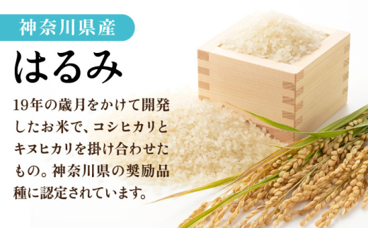 【数量限定100セット】令和7年産 お米 はるみ 10kg 米 お米 こめ おこめ コメ さっぱり 粘り うま味 精米 はるみ 神奈川県 神奈川  10キロ 特Ａ ランキング 【株式会社ヨコショク】 [AKGC002]