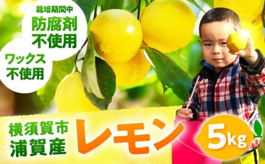 【先行予約】【数量限定20セット】浦賀産 黄色レモン 5kg れもん 檸檬 柑橘 フルーツ 果物 横須賀【ファーマシーガーデン浦賀】 [AKBG002]