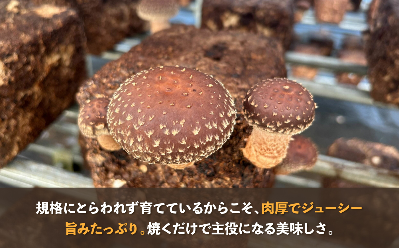 【先行予約】【数量限定150セット】不揃い肉厚しいたけ 約1kg【株式会社ローランズ】 [AKIO001]